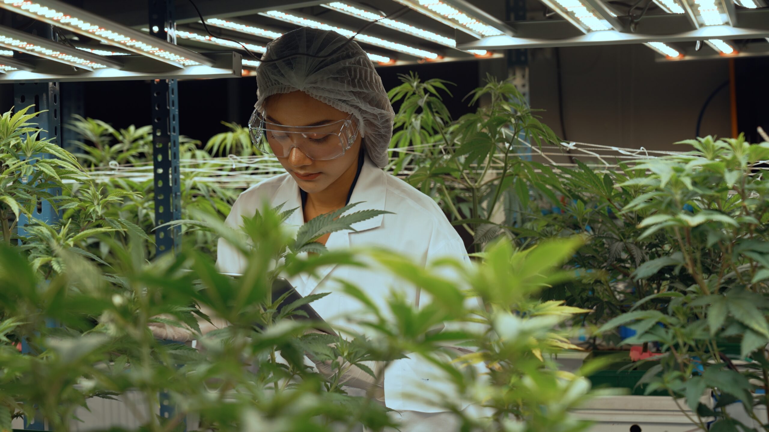 Scientist test cannabis product in curative indoor cannabis farm with scientific equipment before harvesting to produce cannabis products